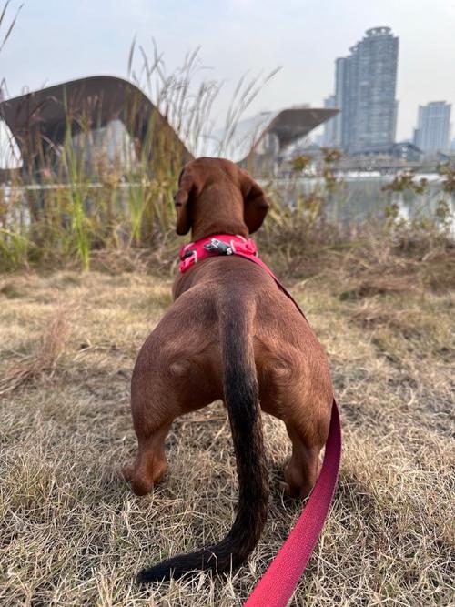 品相好的雪纳瑞图片:雪纳瑞后退罗圈腿,雪纳瑞都是罗圈腿?