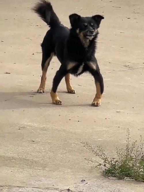 狗狗O型腿怎么办?