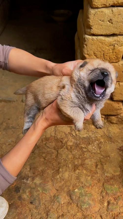 满月的小狗吃什么食物