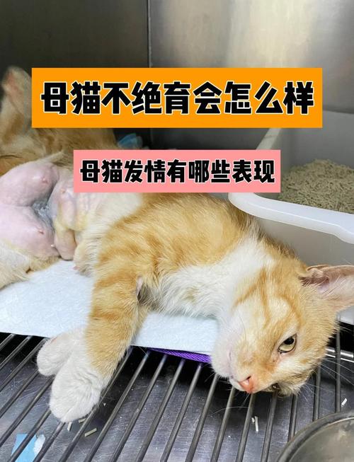 母猫绝育后还会发情吗?
