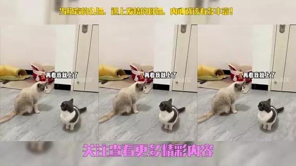 猫咪绝育后还会发情吗?