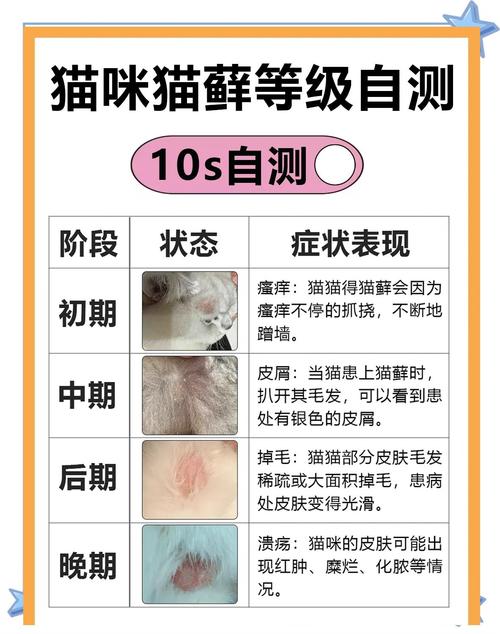 猫咪猫藓可以自愈吗