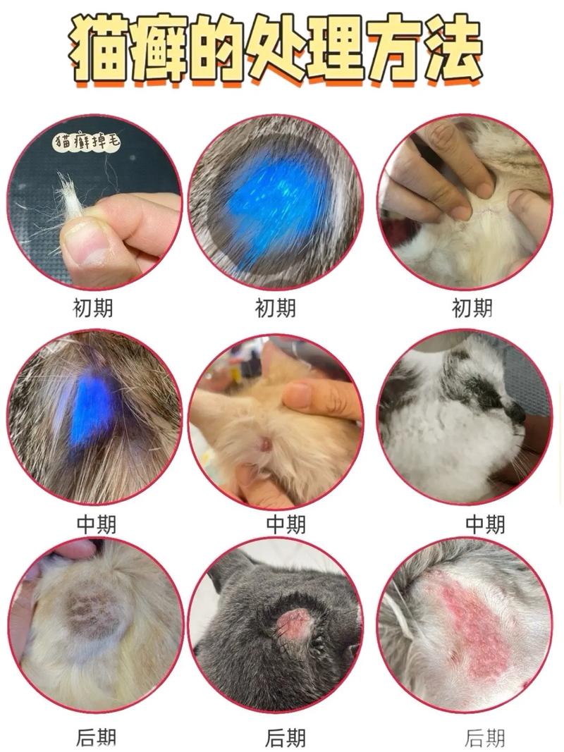 猫得了猫藓会自愈吗