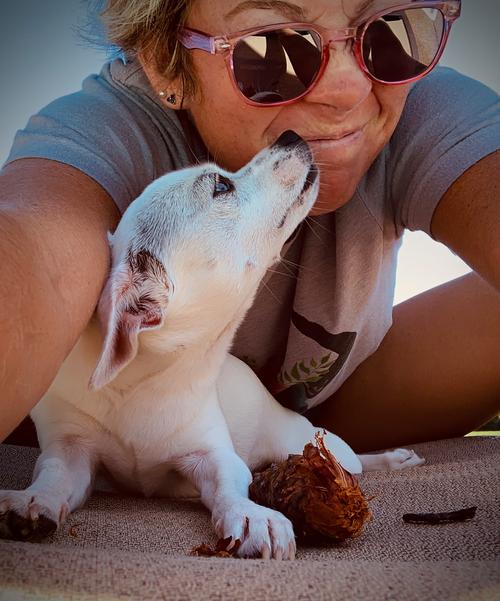 海带喂狗有什么好处