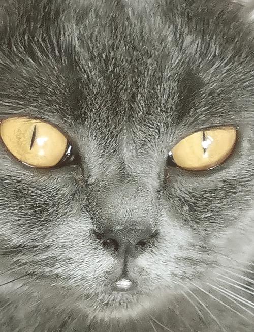 猫咪瞳孔变小代表什么啊?