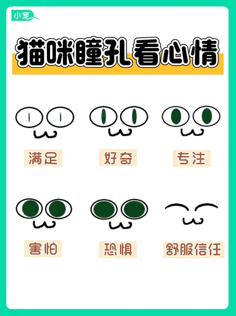 如何看懂猫咪瞳孔传递的情绪?