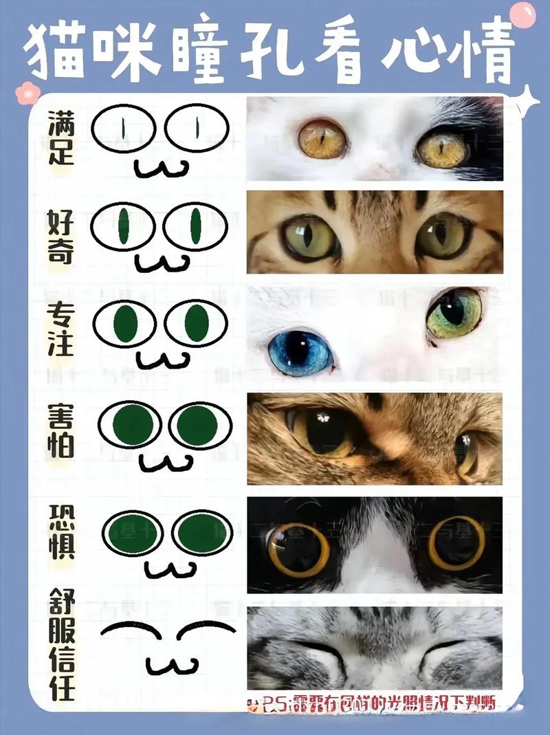 猫咪死亡前的瞳孔变化