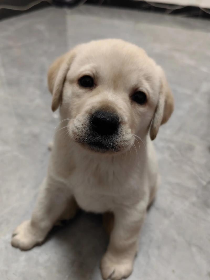 狗狗为什么可以吃鸡蛋壳