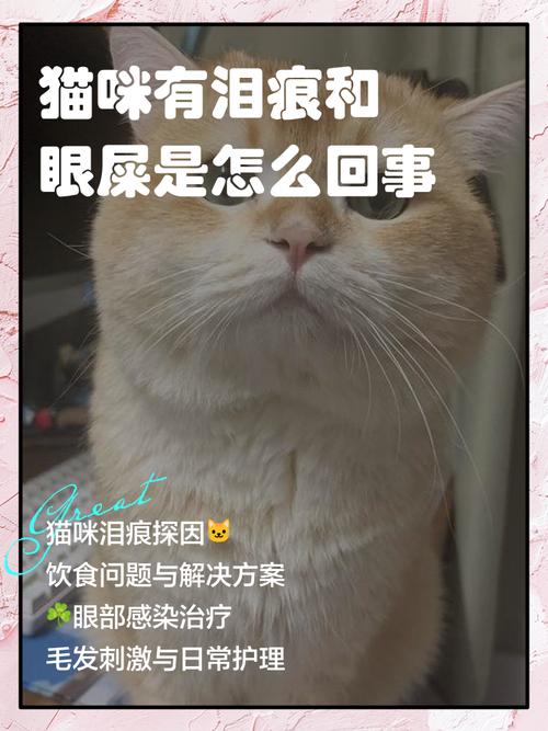 小猫咪流眼泪有眼屎是怎么回事