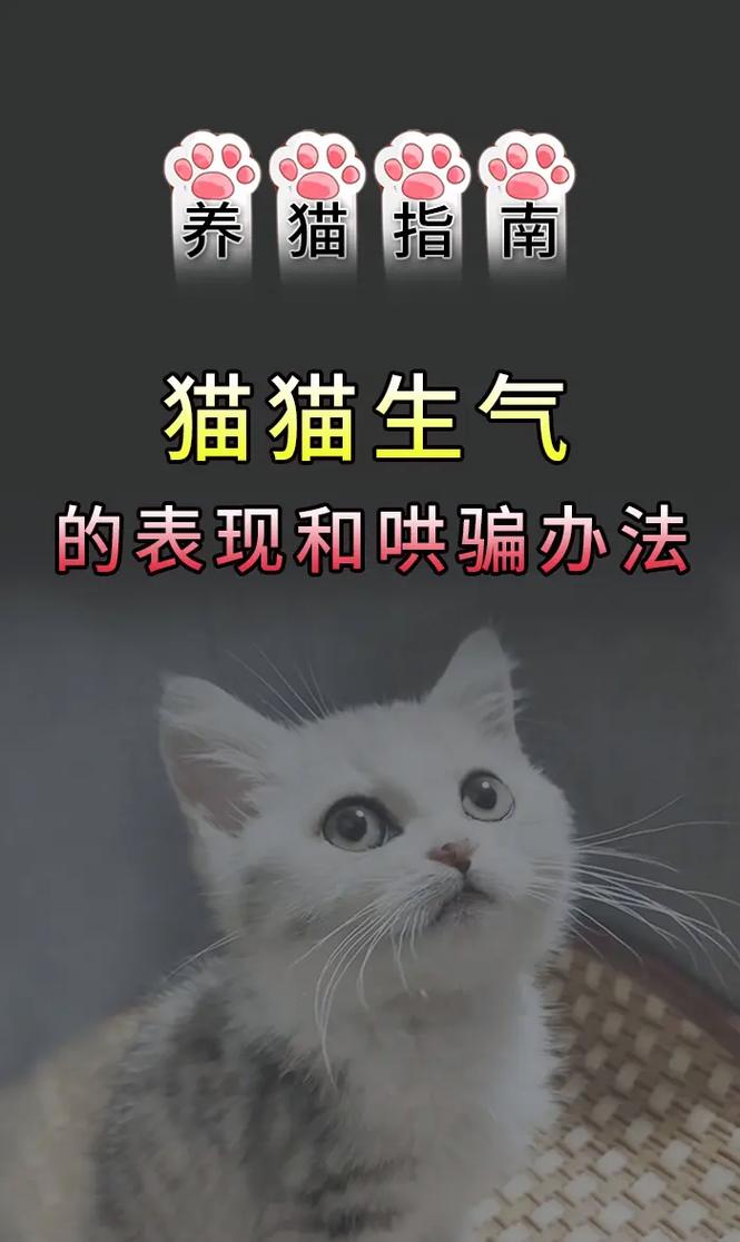 猫生气了怎么办