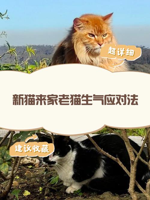 当你的宠物猫生气时,你是怎么哄好它的?