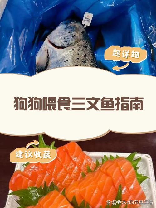 狗可以吃三文鱼吗