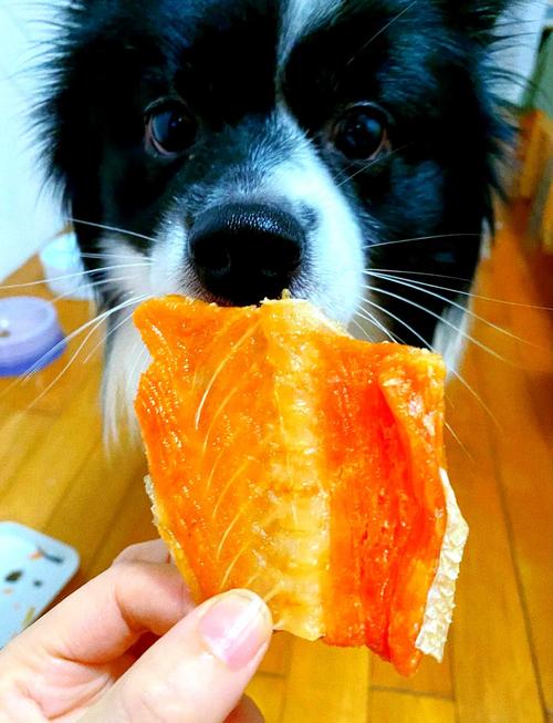 三文鱼怎么喂狗比较好