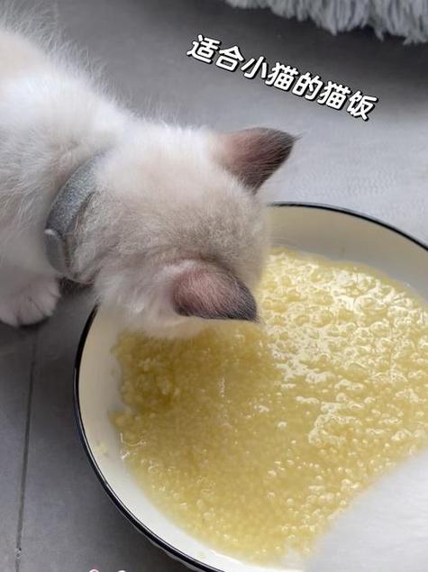 猫能喝小米粥吗