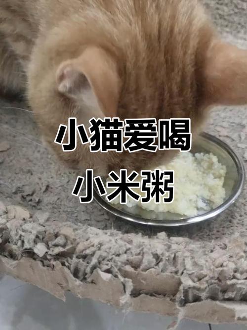 猫吃小米粥后果