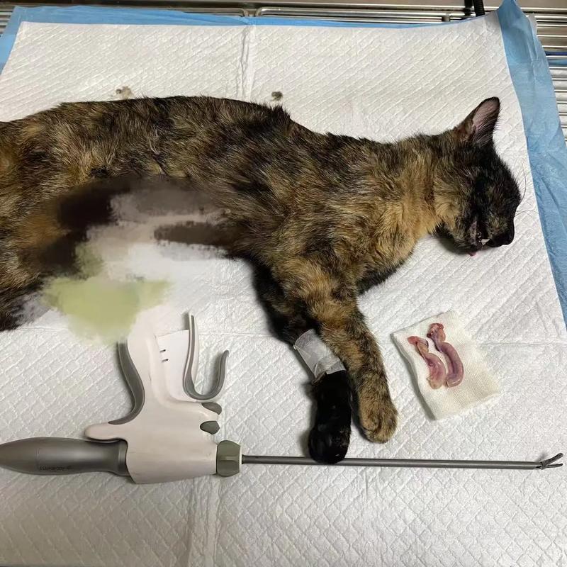 母猫绝育生化检查有必要吗