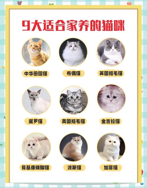 不易掉毛的四类猫咪推荐