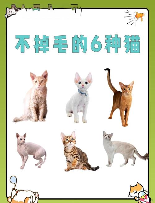 哪些品种的猫咪掉毛比较少?