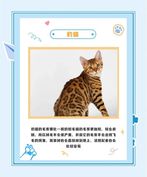 前十最不掉毛猫排名