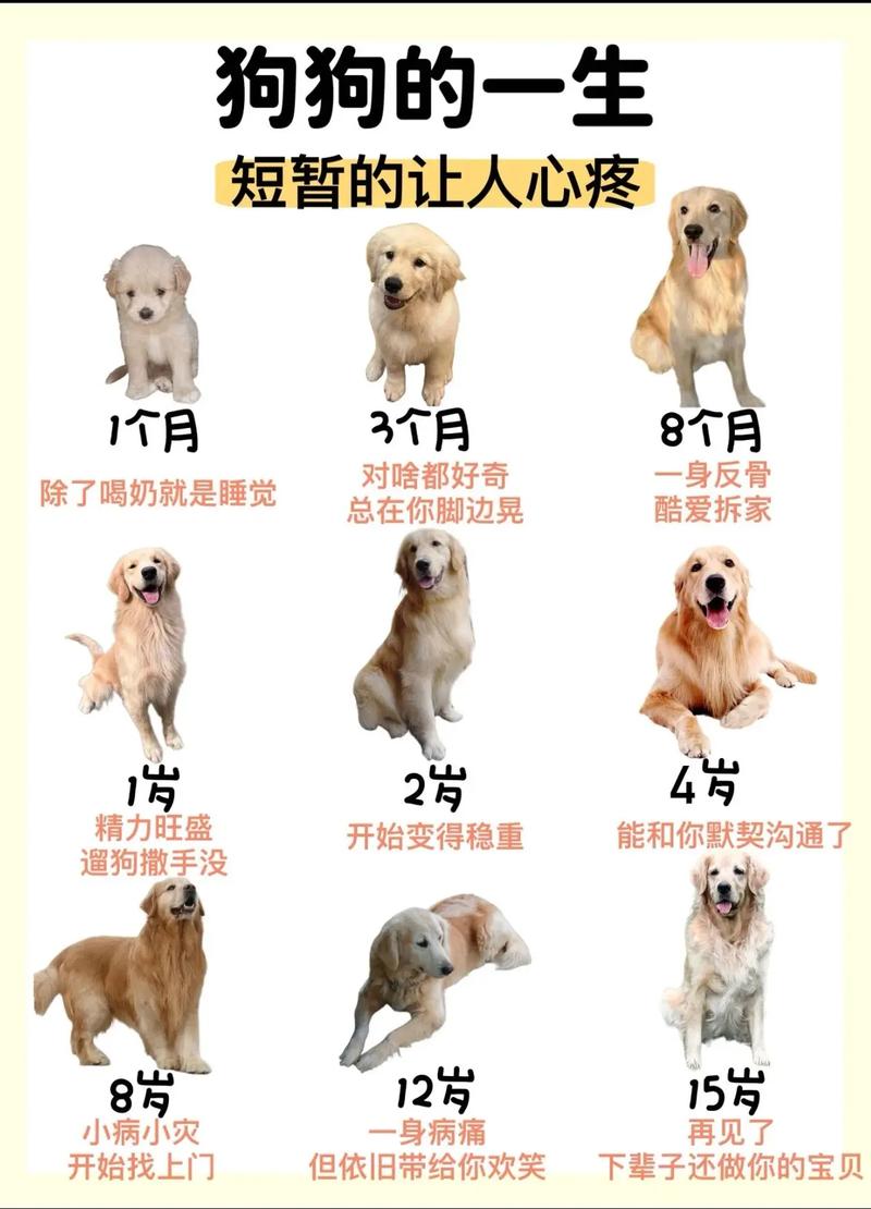 狗狗几个月停止生长