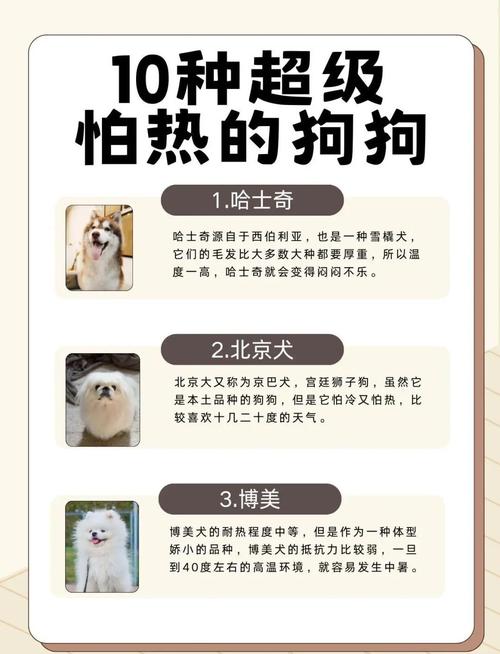 夏天狗狗如何避暑