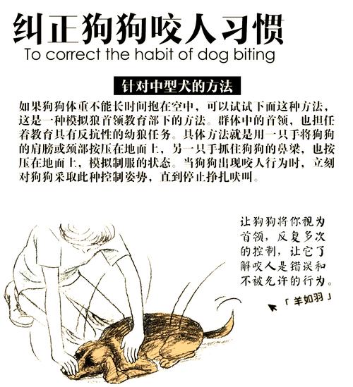 狗狗喜欢咬人怎么办