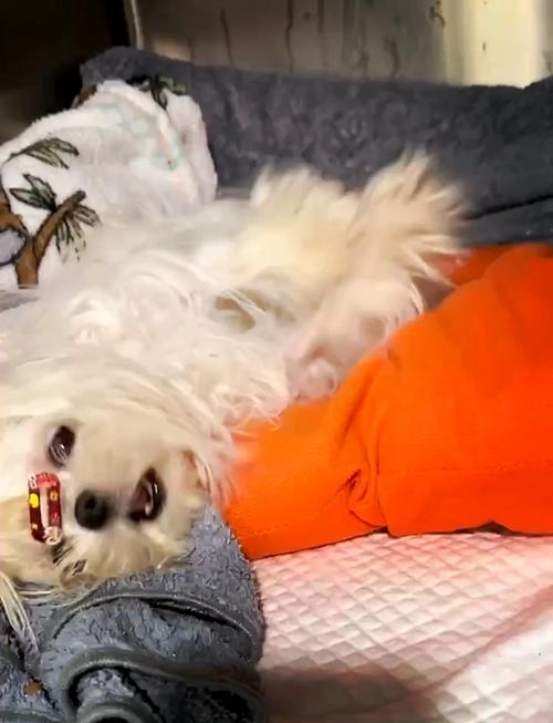 狗狗得脑膜炎可以治愈吗