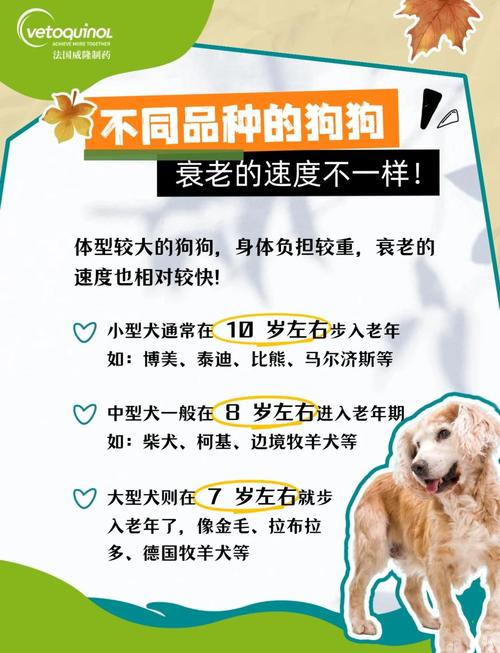 狗狗几岁进入老年,需要换粮吗?
