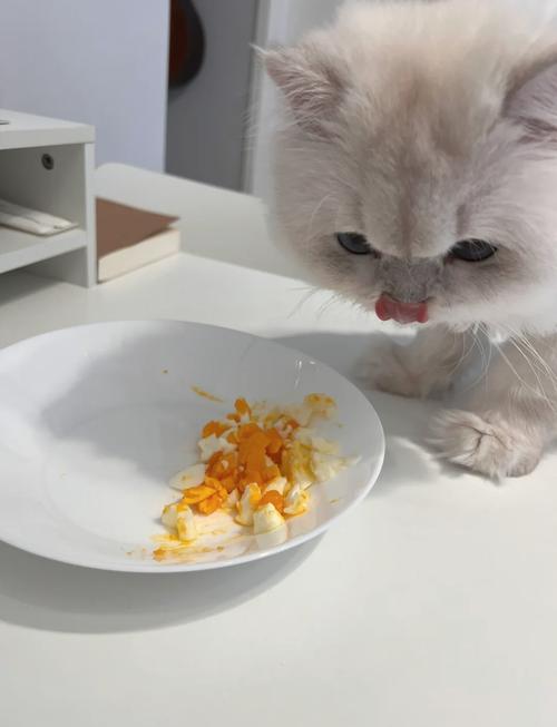 猫能吃鸡蛋羹吗