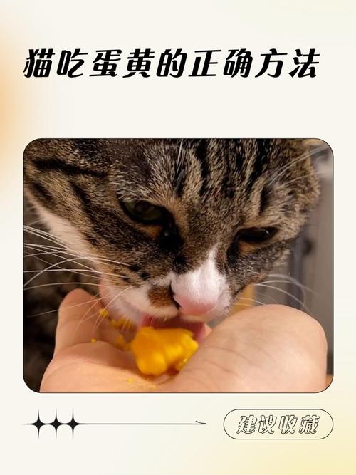 猫咪可以吃蒸蛋吗