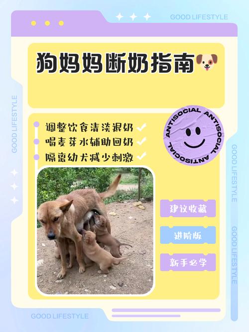 小泰迪多少天断奶