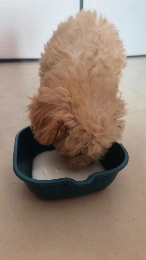 狗狗几个月可以断奶啊?