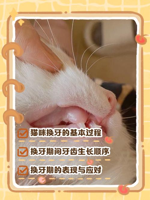 猫换牙的时间是从几个月开始
