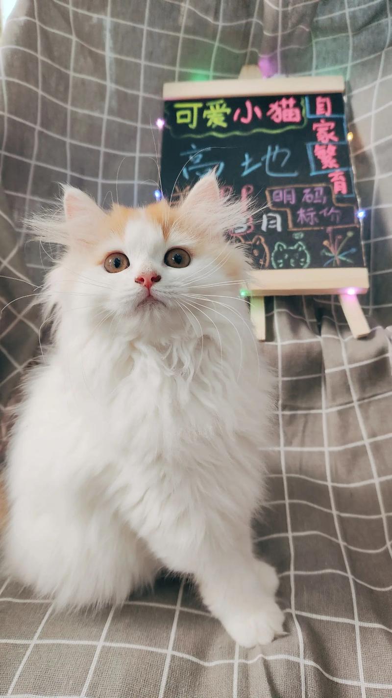 橘白猫咪几个月大会有明显的变化呢?