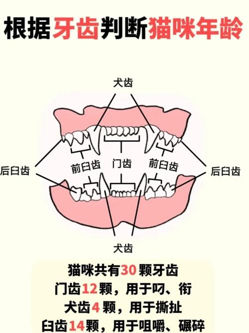 有猫咪不换牙吗为什么