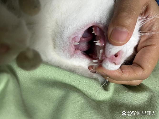 猫咪换牙有什么表现