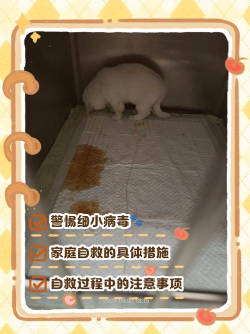 小狗得了细小挂水7天还没好?能喂点米汤吗?不知道该怎么办了?很着急...