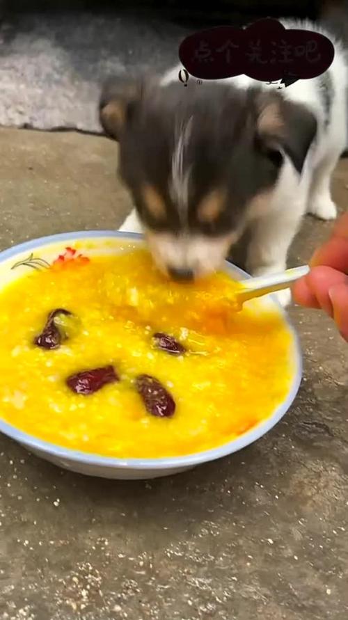 狗狗能不能吃米汤