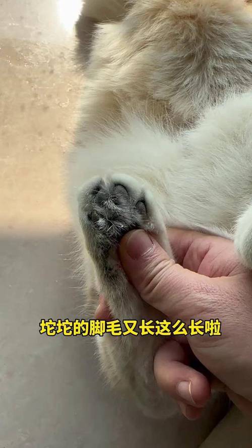 为什么狗狗脚上不长毛