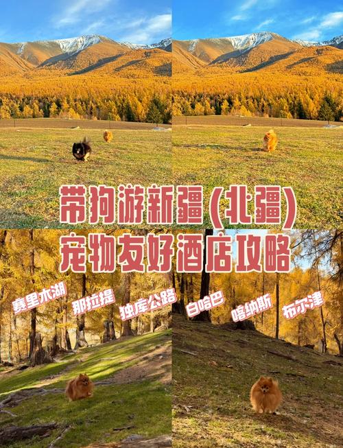 狗狗带去三亚市旅游(带狗去三亚坐飞机)