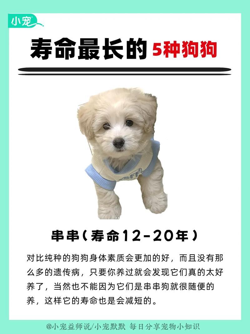 狗能活几个年头,有没有80岁的狗,你家的狗爱吃粉条吗