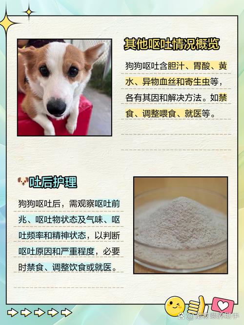 狗狗能吃粉条吗