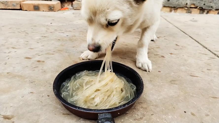 狗狗为什么不吃粉条