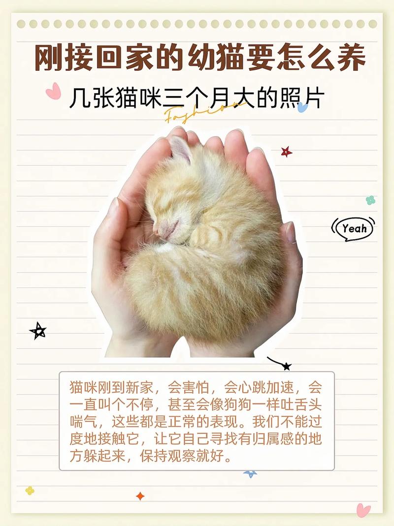 家里来了新猫把原来的猫和新猫隔离开但是原来的猫一直叫是什么原因
