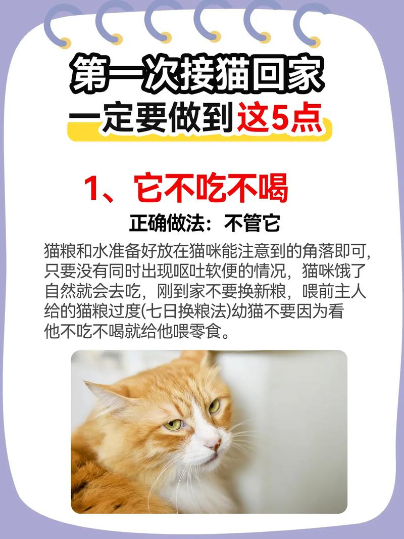 小猫咪到新家一直叫怎么办