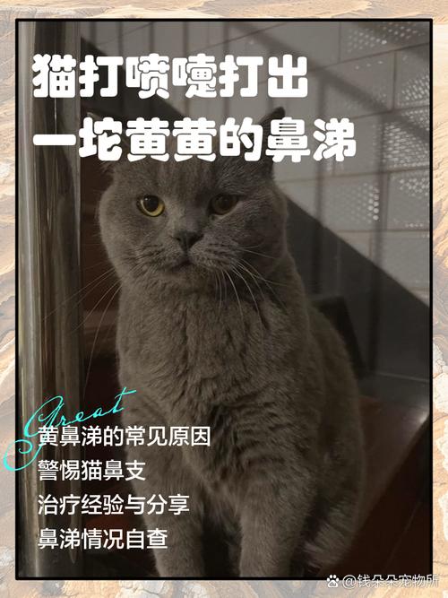 幼猫打喷嚏喷出黄鼻涕