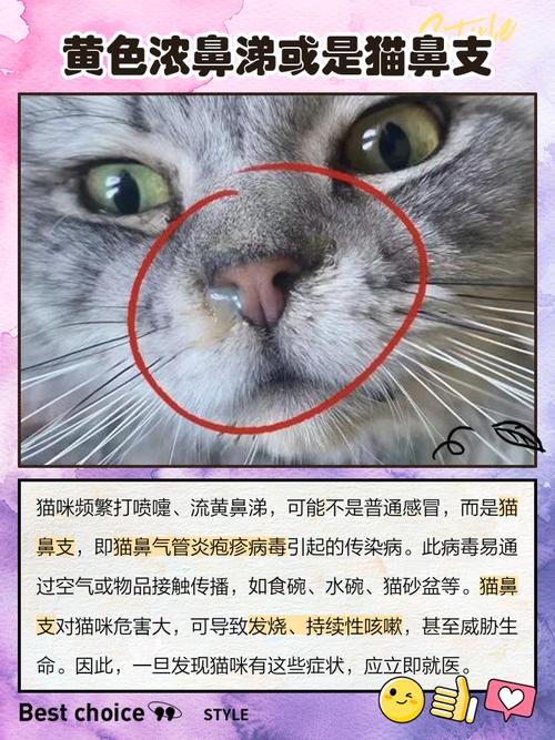 猫打喷嚏有黄鼻涕喷出来