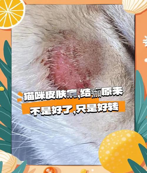 猫咪皮肤破损又伴随脂溢性皮炎怎么办