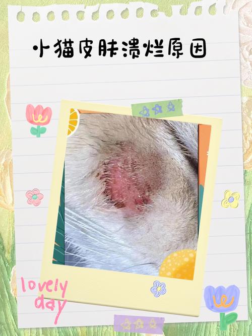 猫咪过敏性皮炎怎么治?