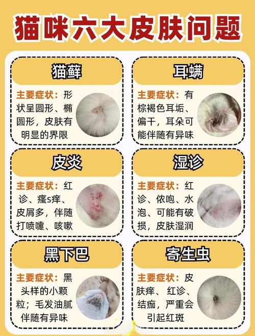 猫咪异位性皮炎治疗方法